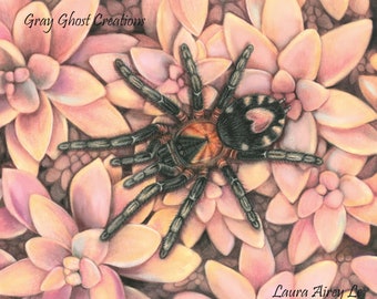 C. Elegans - Heart Butt Tarantula on beautiful Pink Succulents - Cyriocosmus elegans -  Fine Art Print - By Laura Airey Le - Valentines Day