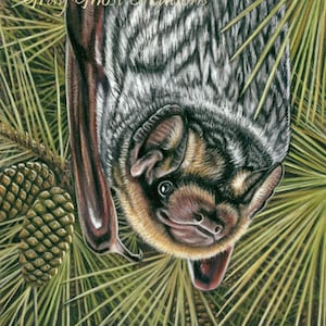 May include: A detailed illustration of a bat hanging upside down from a pine branch. The bat has gray and brown fur, with a detailed depiction of its face and wings. The artwork includes the text "Gray Ghost Creations" and "Laura Airey Ld".