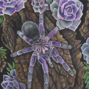 Purple Bloom Tarantula -  Fine Art Print - By Laura Airey Le - Pamphobeteus sp. machala - Spider Succulent Rose Flower Garden Arachnid Bug