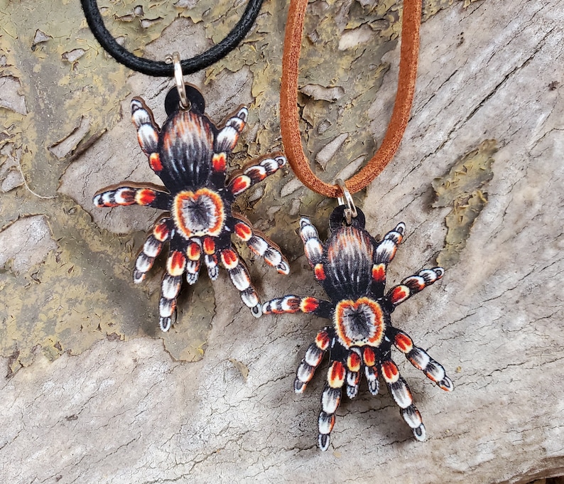 Mexican Red Knee Tarantula Brachypelma hamorii Wooden Pendant and Necklace One Necklace You Pick the Color Smithi Spider Gift image 1