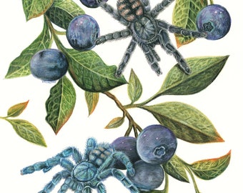 Blueberries - Avicularia Purpurea and Caribena versicolor Slings in a Blueberry Branch - Fine Art Print - By Laura Airey Le -  Tarantula