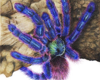 Avicularia Versicolor - 5 x 7 Fine Art Print - By Laura Airey Le - Beautiful Tarantula