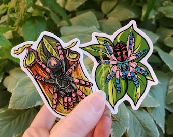 T. Seladonia and Kochiana brunnipes Tarantula Sticker Pair - 3 inch glossy waterproof stickers -  Spider Insect Bug Arachnid Brazil