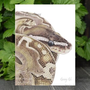 Peut inclure: Un dessin au crayon détaillé d'un serpent brun et blanc enroulé sur un fond blanc. Les écailles du serpent sont visibles et le dessin est très réaliste. Le texte "Gray Ghost Creations" est en haut du dessin.