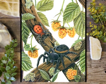 Velvet Spider Pair - Fine Art Print - By Laura Airey Le - Eresus walckenaeri - Arachnid Spider Ladybird African Jumping Golden Raspberries