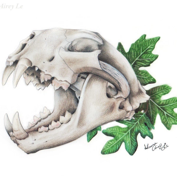 Mountain Lion Skull - Fine Art Drawing Print - By Laura Airey Le - Big Cat Oak Plant Botany Animal Skeleton