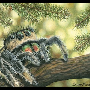 May include: A close-up of a jumping spider with large, prominent eyes. The spider is brown and black with green and red markings on its abdomen. It is perched on a branch with green pine needles in the background.