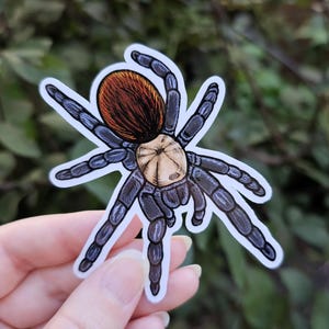 Brachypelma albiceps Tarantula Sticker: Waterproof Arachnid Art (2.75inch)