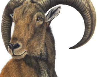 Aoudad - Fine Art Print- African Sheep - By Laura Airey Le - Barbary Sheep - Colored Pencils Africa Goat Ram Sheep