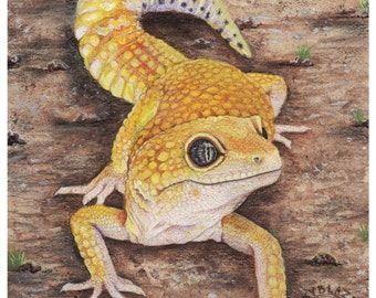 Leopard Gecko - Fine Art Print - Reptile Lizard Animal Wildlife Desert Yellow Morph Colored Pencil Drawing