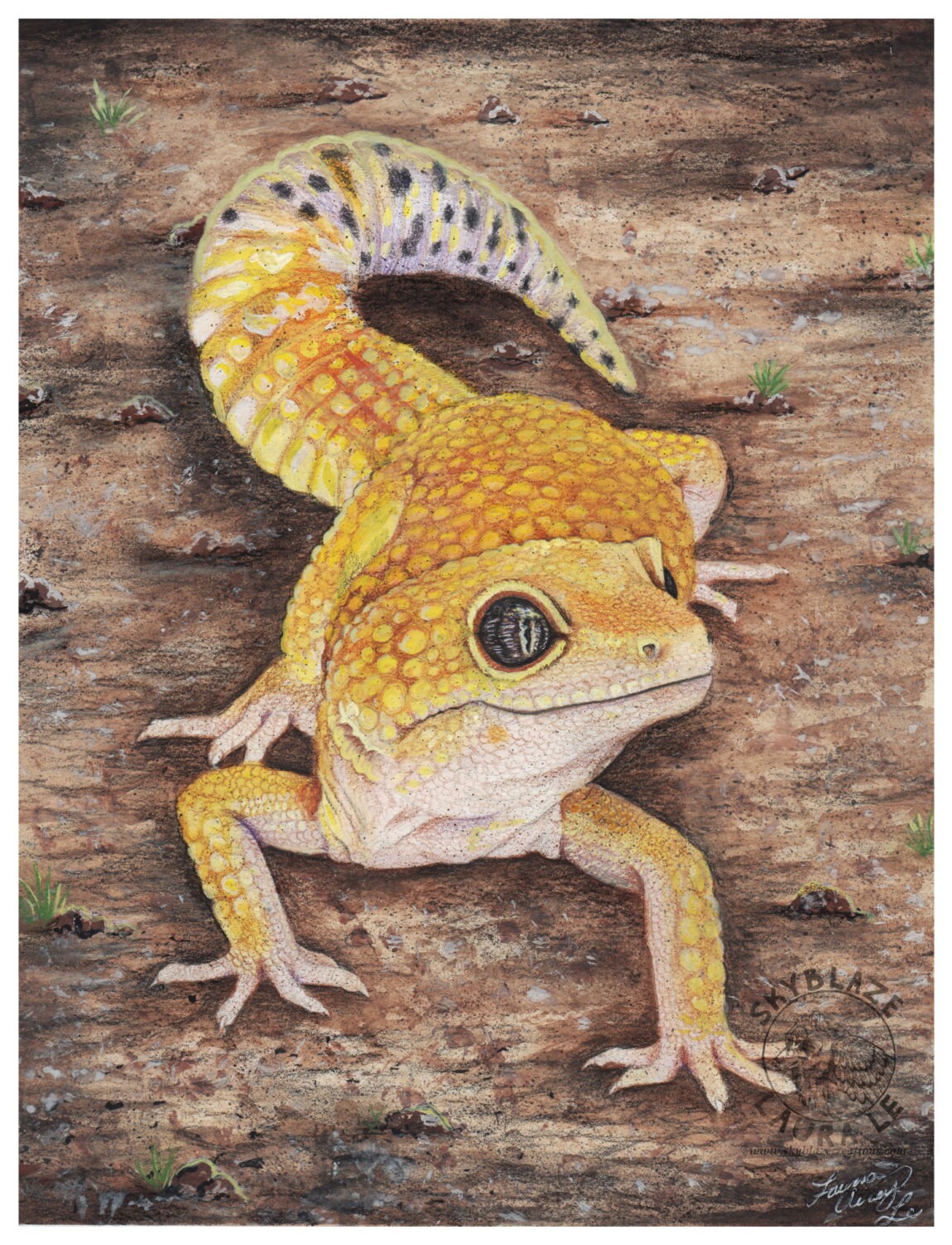 Leopard Gecko Art Print Signed Wildlife Colored Pencil Drawing Etsy
