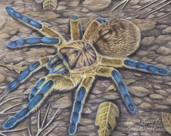 Golden Blue Leg Baboon Tarantula - Fine Art Print - By Laura Airey Le - H. pulchripes African Arachnid Bug Wildlife Spider Beautiful