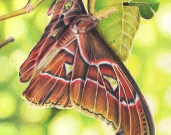 Atlas Moth - Beautiful Asian Moth Butterfly Bright Leaves Rainforest - Fine Art Print - By Laura Airey Le