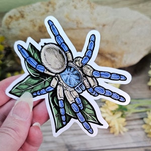Monocentropus balfouri Tarantula Sticker - 4 inch glossy waterproof sticker -  Spider Insect Bug Arachnid Socotra Island Blue Baboon