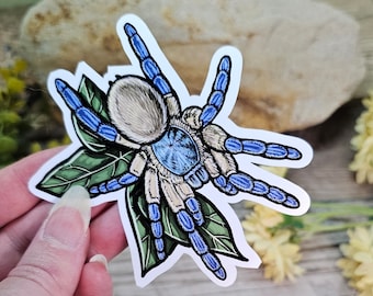 Monocentropus balfouri Tarantula Sticker - 4 inch glossy waterproof sticker -  Spider Insect Bug Arachnid Socotra Island Blue Baboon