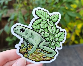 Phyllobates Terribilis Mint with Mint Leaves Sticker - 3.55 inch glossy sticker - Happy Frog Toad Amphibian Art Drawing Frogcore