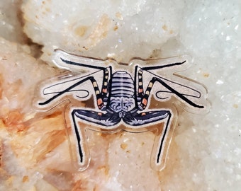 Acrylic Pin - Tailess Whip Scorpion - Made with Recycled Materials - Arachnid Tarantula Bug Insect Whip Whipscorpion