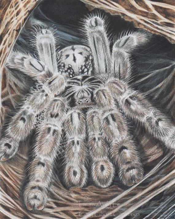 Buy Togo Starburst or H. Maculata Tarantula Fine Art Print by