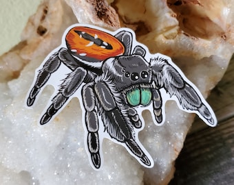 Red Backed Jumping Spider Sticker: Glossy Insect Art (3.5 inch)