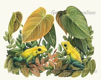 Limited Edition - Phyllobates bicolor Dart Frogs - 11x14 Fine Art Print - Colored Pencil Drawing - Poison Arrow Frog Botanical Philodendron