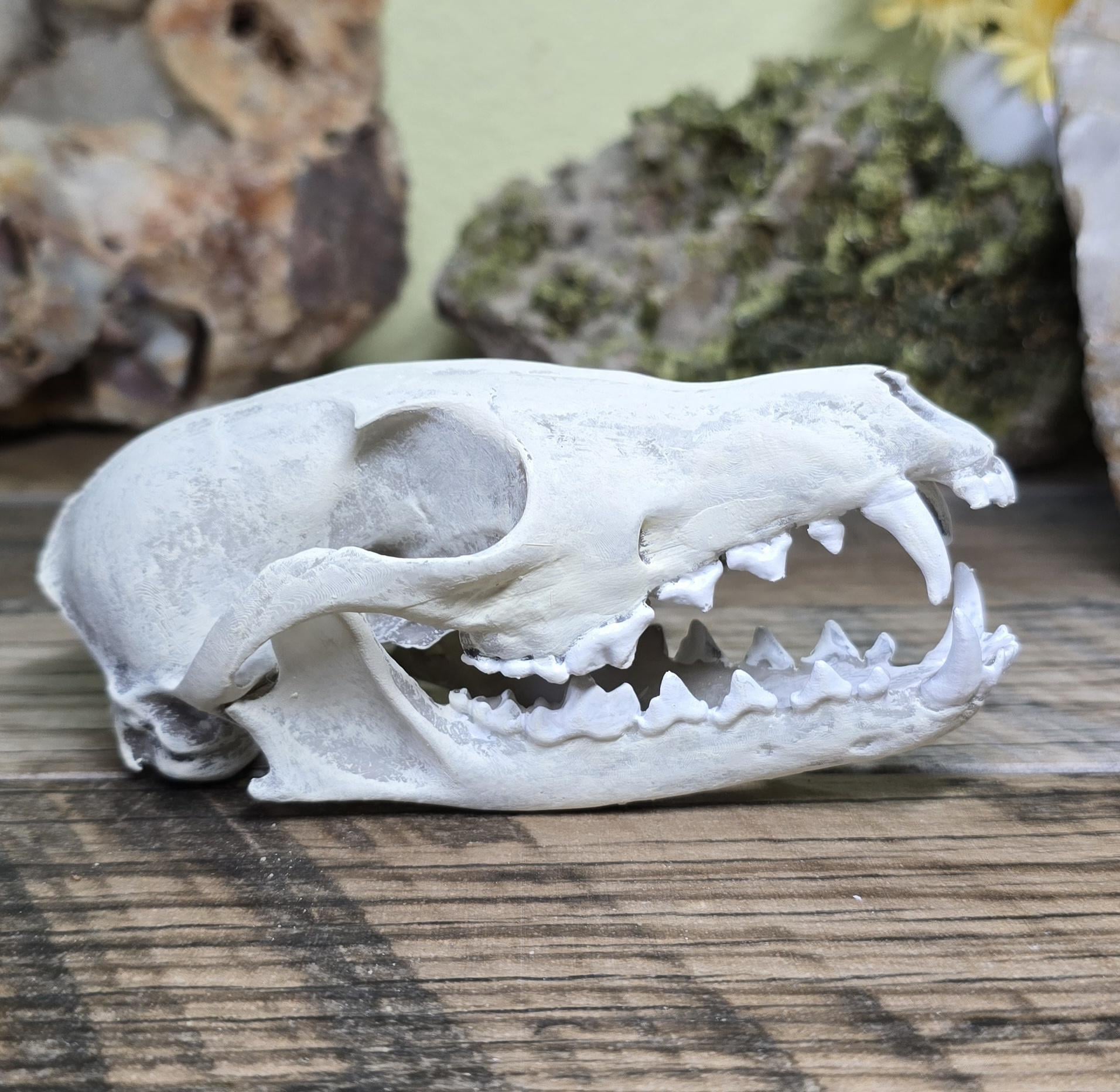 1*0様 vintage fox image マルチ柄　ジャケット skull Hand Painted Resin Fox Skull Replica: Faux Taxidermy Goth Decor - Etsy