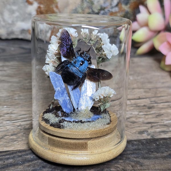 Blue Carpenter Bee Curiosity Jar - Real Blue Bee, Quartz Crystals and Dried Flowers - Taxidermy