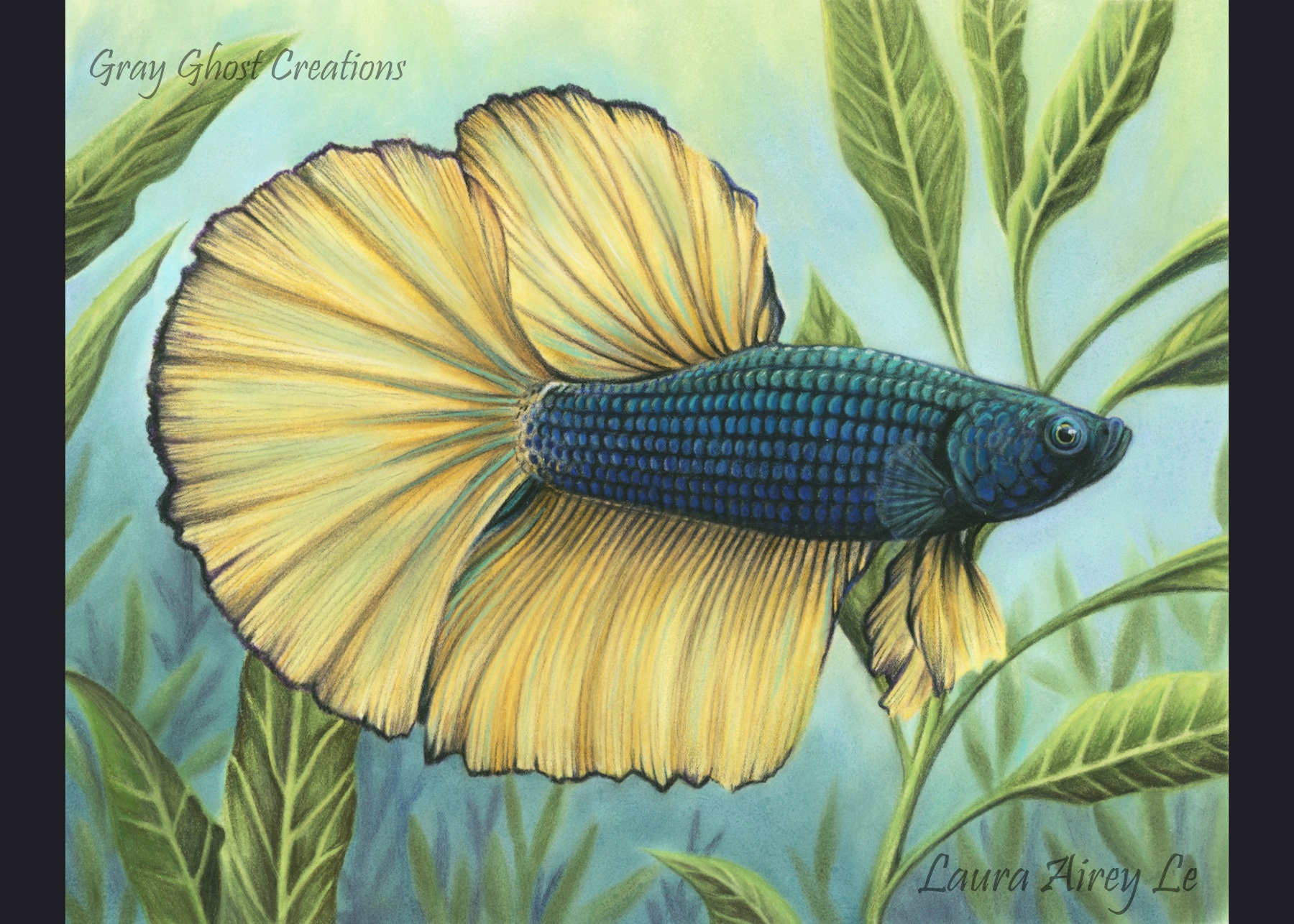 Blue Fire Fine Art Print Betta Fish Drawing Pastel Colored Pencils Animal  Sea Ocean Fresh Water Chinese Dragon Mustard Tail 