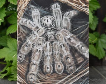 Togo Starburst Tarantula Art Print: H. Maculata Colored Pencil