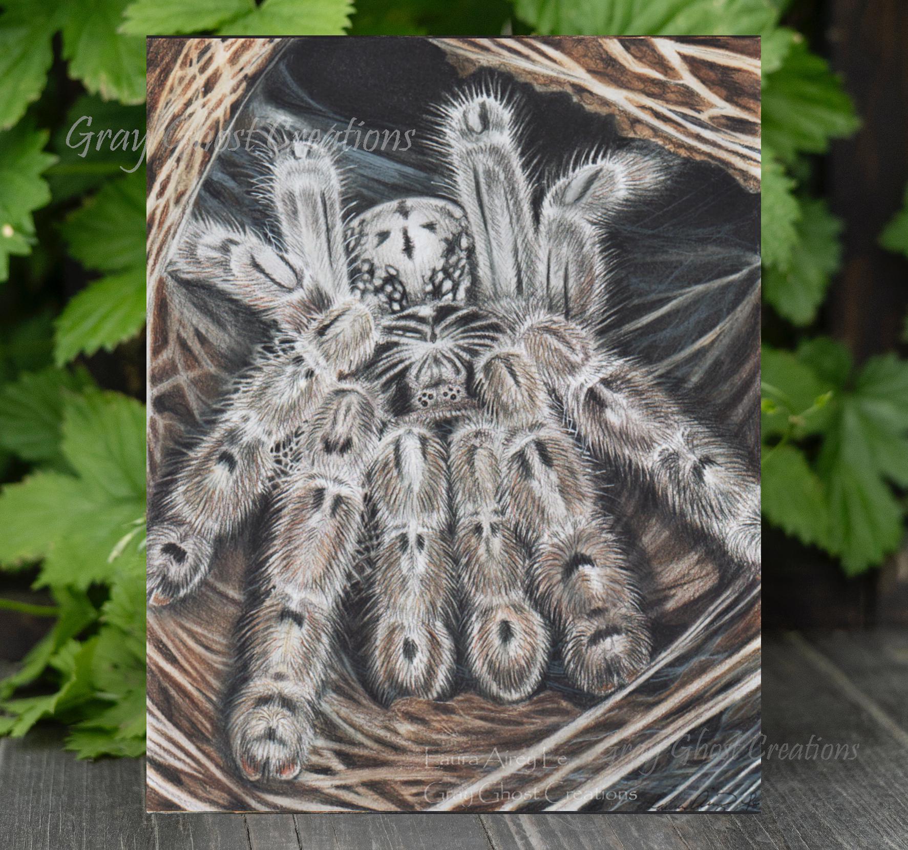Togo Starburst Tarantula Art Print: H. Maculata Colored Pencil