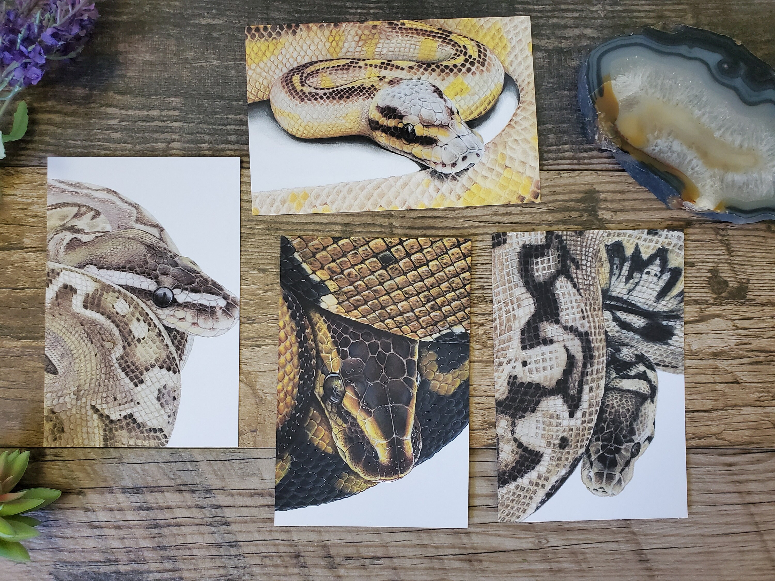 Four Ball Python Art Post Cards Ball Python Morph Reptile - Etsy