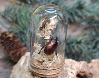 Honey Bee and Japanese Beetle Forest Floor Jar - Real Ethically Sourced Honey Bee and Real Beetle - Insect Bug Curiosity Display Gift Idea