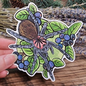 Xenesthis immanis Tarantula Sticker - 4 inch glossy sticker -  Tarantula Insect Bug Arachnid Acai Berries Art Drawing