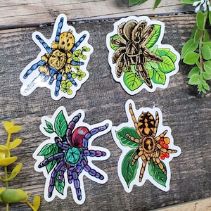 Tarantula Sticker Pack  - 4  Glossy Waterproof stickers - C. Versicolor H. Pulchripes Pumpkin Patch Curly Hair T. Albopilosus Albopilosum