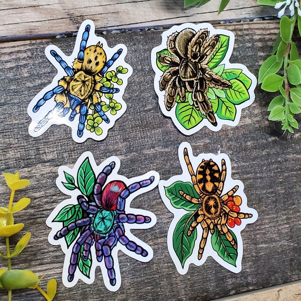 Tarantula Sticker Pack  - 4  Glossy Waterproof stickers - C. Versicolor H. Pulchripes Pumpkin Patch Curly Hair T. Albopilosus Albopilosum