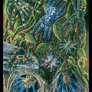 Tarántulas del mundo - Impresión artística de 8 x 10 - Por Laura Airey Le - Seladonia Suntiger, araña babuino ornamental de patas azules, Poecilotheria