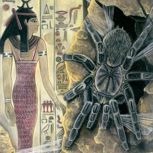 May include: A black tarantula spider with hairy legs is shown in a cave-like setting. The spider is surrounded by white spider silk. The spider is facing the viewer. The background is a painting of an Egyptian woman in a red dress. The painting has hieroglyphics on the wall behind her. The text "Gray Ghost Creations" is visible in the bottom right corner of the image.