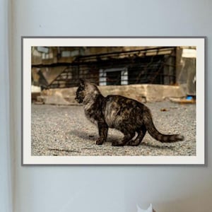 Gatto randagio urbano a Bishkek - Stampa fotografica di strada grintosa / Arte del gatto tartarugato / Decorazione murale con gatto selvatico / Stampa artistica di animali