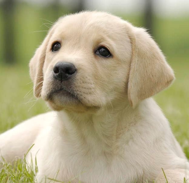 犬好きのラブラドールレトリバーレザーブレスレットパーソナライズ 