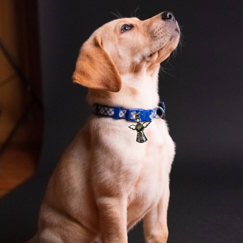 angel dog collar