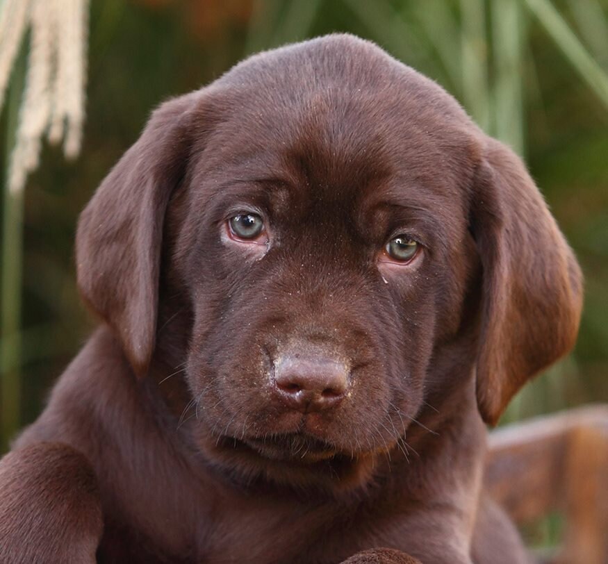 犬好きのラブラドールレトリバーレザーブレスレットパーソナライズ 