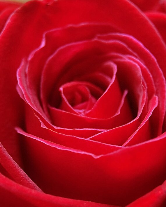 Items similar to Red Flower Photography Red is the Rose 8x10 Fine