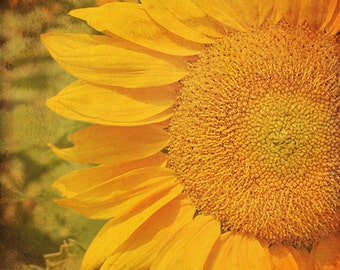 Sunflower - 8x12 Fine Art Photography - Yellow Flower - Vintage tapestry style - Made in Israel - Flower Photograph