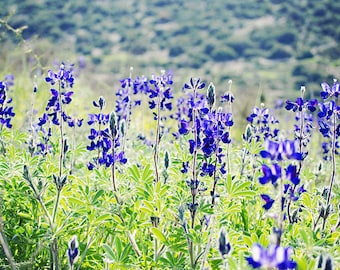 Wild Blue Lupine - Israel Wildflowers - Made in Israel Photography - blue and purple art