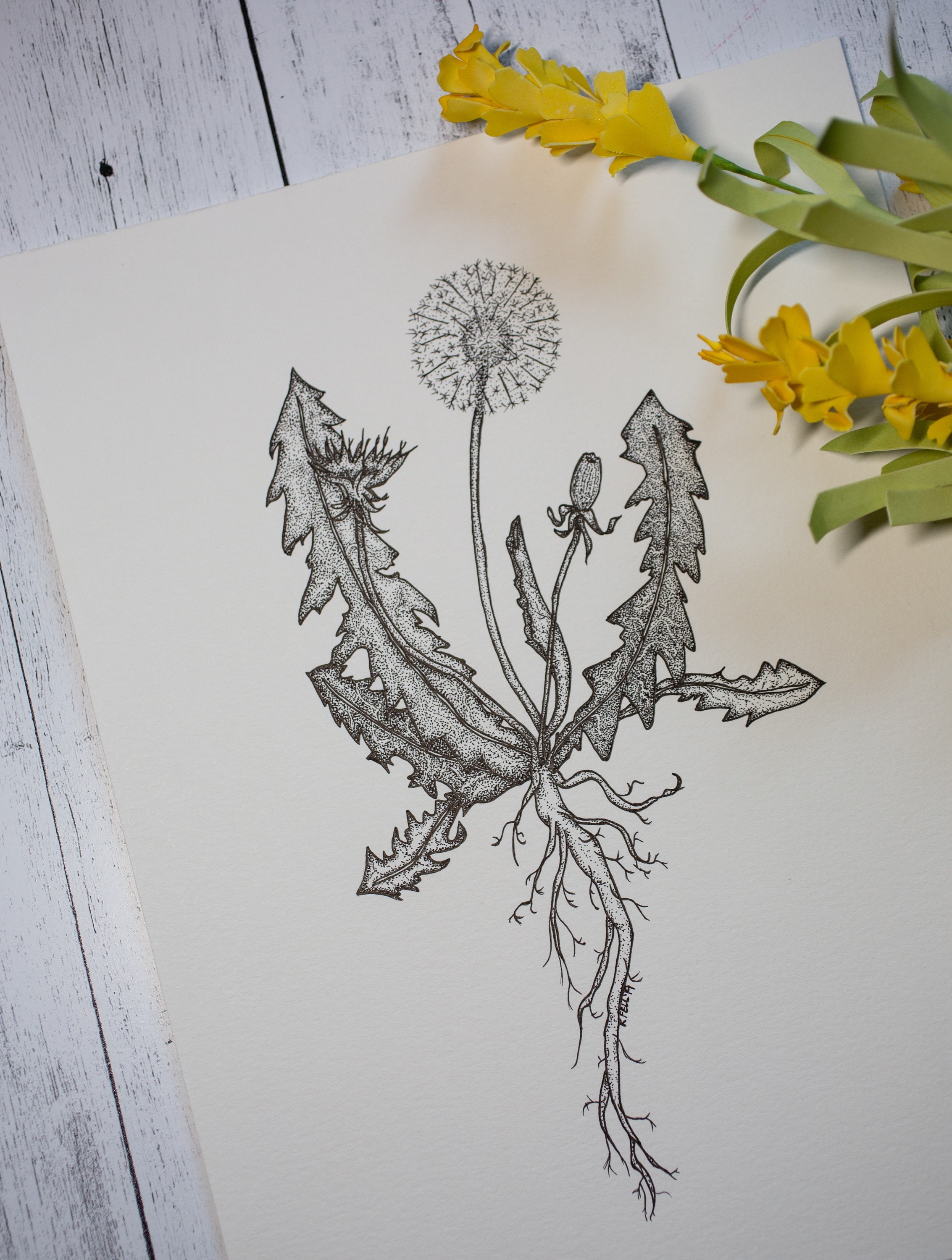 Original Dandelion From Root to Tip - Etsy