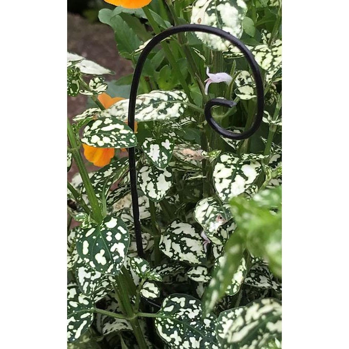 plain shepherds hook black metal 525 tall x 15 wide for the fairy garden plants not included - Fairy Garden Plants plain shepherds hook black metal 525 tall x 15 wide for the fairy garden plants not included - Fairy Garden Plants