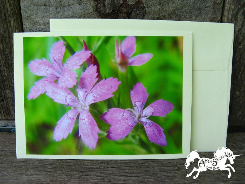 Pink Flowers Card Nature Photo Stationery Dianthus armeria Flower Photo Greeting Cards Blank Inside Deptford Pinks 5 by 7 Inch Notecard