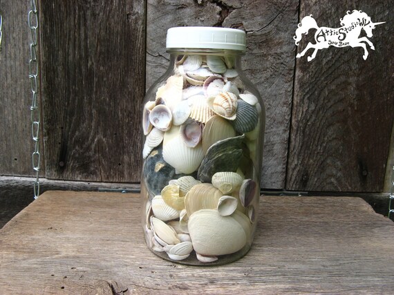 Jar Of Seashells Glass Jar 8 5 Inches Tall 4 5 Inches Wide Etsy