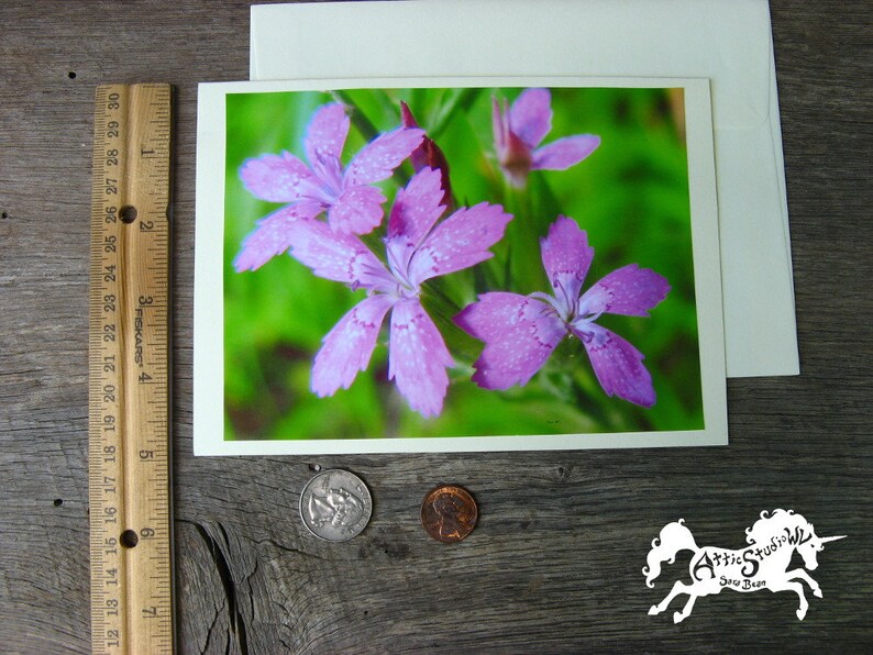 Pink Flowers Card Nature Photo Stationery Dianthus armeria Flower Photo Greeting Cards Blank Inside Deptford Pinks 5 by 7 Inch Notecard