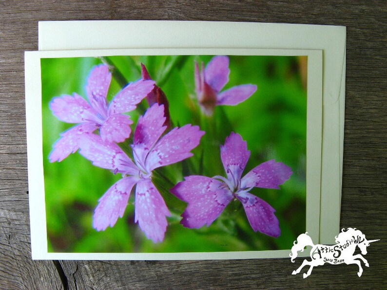 Pink Flowers Card Nature Photo Stationery Dianthus armeria Flower Photo Greeting Cards Blank Inside Deptford Pinks 5 by 7 Inch Notecard