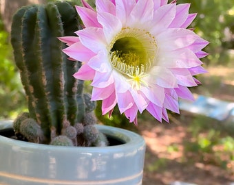 Echinocereus Reichenbachii Cactus Pup, Miniature Cactus, Miniature Succulent Plant, Pink Purple Flowering Cactus